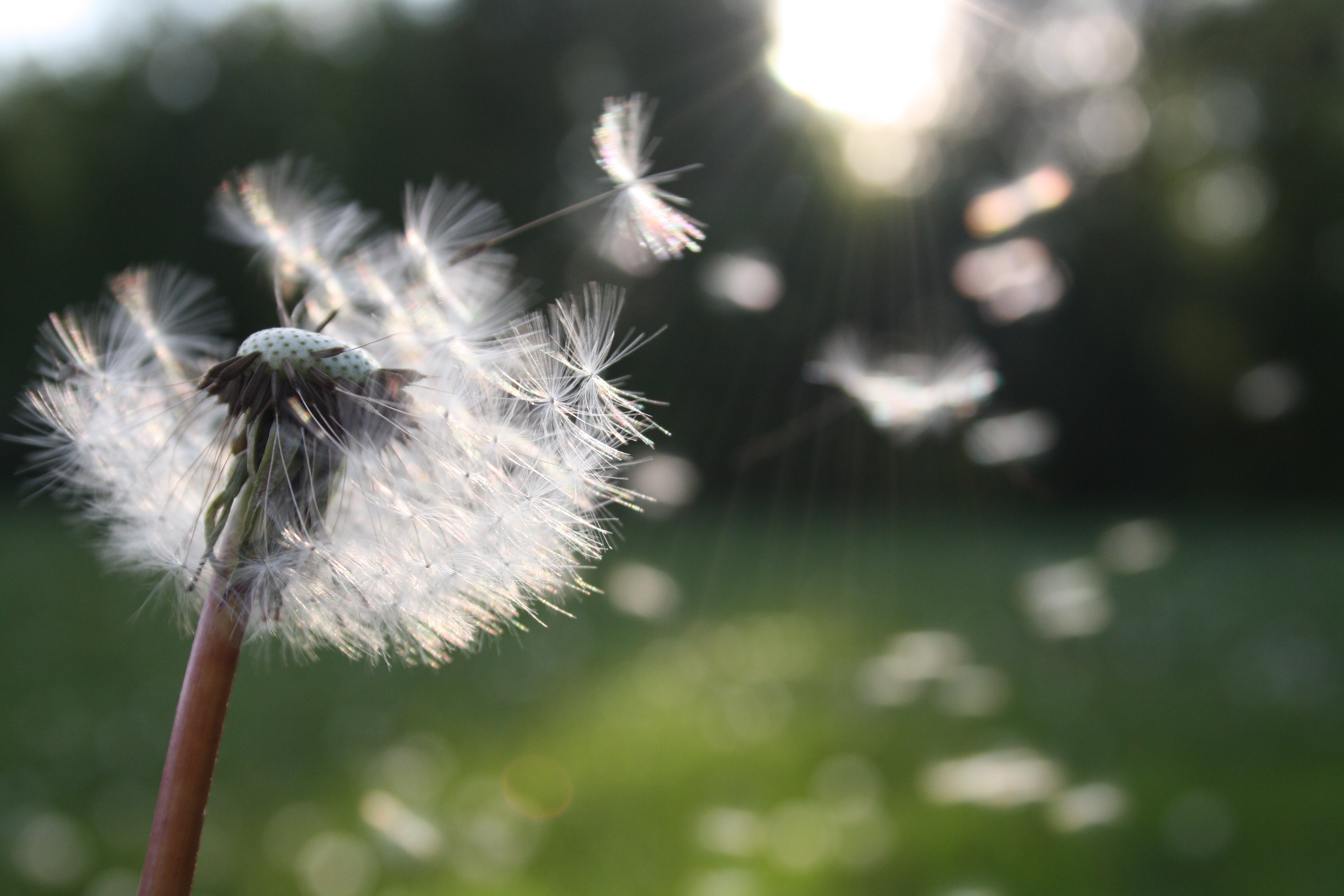 Dandelion in the wind